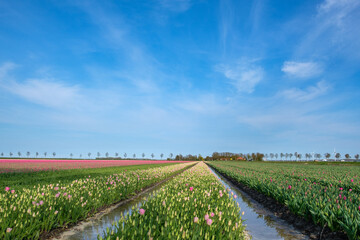 Fototapeta na wymiar Tulipfields Flevoland Province, The Netherlands