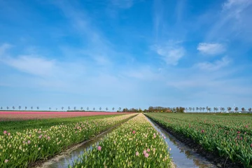 Fototapete Tulipfields Flevoland Province, The Netherlands © Holland-PhotostockNL