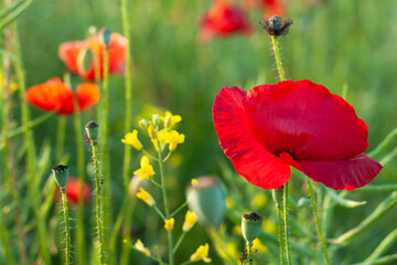 Obraz premium Red poppies in a field