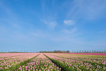 Tulipfields Flevoland Province, The Netherlands