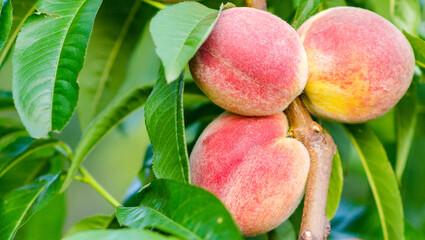 Juicy ripe peaches with fleshy bright orange peels on a branch of a peach tree with green leaves on a sunny day, close-up.
