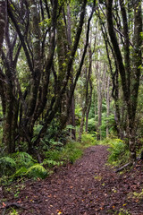 Fototapeta premium Hiking the Ngamoko track in Waikaremoana, New Zealand