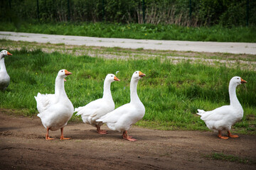 White geese grazing in the farmyard. The concept of farming