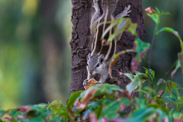 Obraz premium A Squirrel on the tree trunk paused and looking very curiously during a summer afternoon
