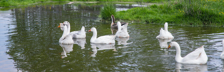 White geese swim in the pond. The concept of farming