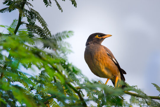 Common Myna - Acridotheres tristis or Indian myna , sometimes spelled mynah,member 
 of the family Sturnidae (starlings and mynas) native to Asia, invasive in Australia.
