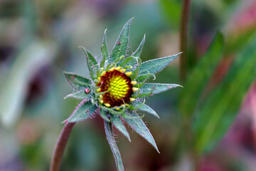  A flower, sometimes known as a bloom or blossom, is the reproductive structure found in flowering plants. The biological function of a flower is to facilitate reproduction, usually by providing a mec