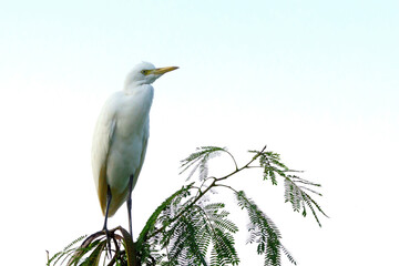 Bubulcus ibis Or Heron Or Commonly know as the Cattle Egret seen among the flower plants in search of pest for their livelihood.
