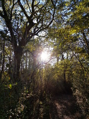 sun rays in the forest