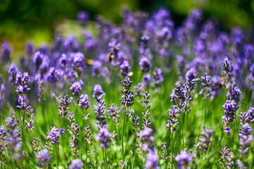 Lavender Flowers Field. Growing and Blooming Lavender