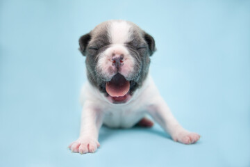 G&auml;hnende franz&ouml;schische Bulldogge Welpe