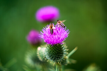 Pollination