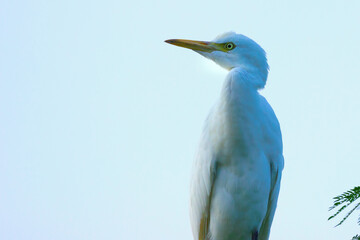 Bubulcus ibis Or Heron Or Commonly know as the Cattle Egret seen among the flower plants in search of pest for their livelihood.
