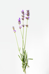 Bunch of Lavender flowers isolated on white background.