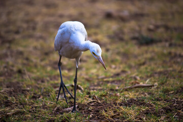 Bubulcus ibis Or Heron Or Commonly know as the Cattle Egret seen among the flower plants in search of pest for their livelihood.
