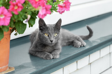 Beautiful young grey cat breed Russian lies on a metal canopy at home near at bright pink flower in flower pot. Front view.