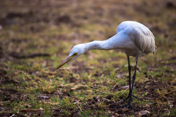 Bubulcus ibis Or Heron Or Commonly know as the Cattle Egret seen among the flower plants in search of pest for their livelihood.
