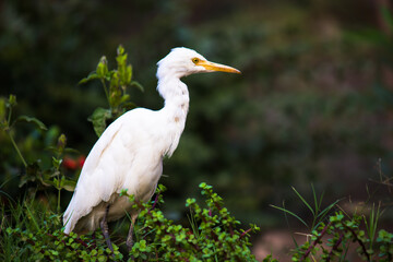 Bubulcus ibis Or Heron Or Commonly know as the Cattle Egret seen among the flower plants in search of pest for their livelihood.
