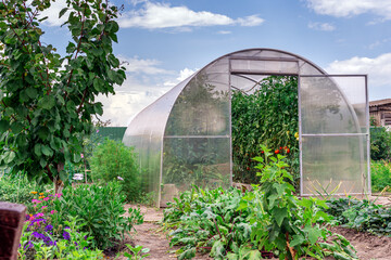 Conception of gardening, healthy food and eco products. The small greenhouse with growing tomatoes and cucumbers in the garden in summer day on the backdrop of blue sky with clouds.
