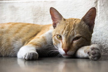  Portrait of cute looking Cat with Yellow eyes and whiskers, nice Soft fluffy purebred straight-eared long hair kitty. Copy space,
 close up, background. Adorable domestic pet concept.