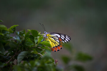 A female Delias eucharis, the common Jezebel, is a medium-sized pierid butterfly found resting on to the flower plant in a public park in India. the striped colors of the butterfly is very attractive 