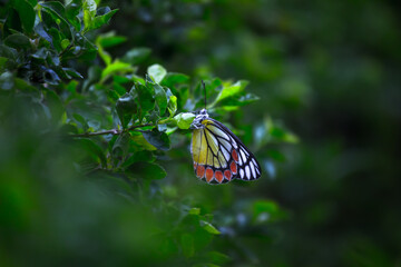 A female Delias eucharis, the common Jezebel, is a medium-sized pierid butterfly found resting on to the flower plant in a public park in India. the striped colors of the butterfly is very attractive 