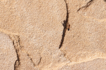 Single Formica ant walking on a stone floor in the desert in Arizona