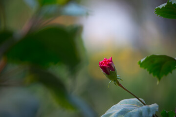 Hibiscus flower in the mallow family, Malvaceae. Hibiscus rosa-sinensis, known Shoe Flower or colloquially as Chinese hibiscus, China rose, Hawaiian hibiscus, rose mallow  and shoeblackplant in full b