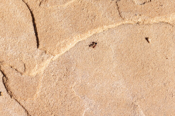 Single Formica ant walking on a stone floor in the desert in Arizona