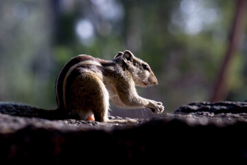 Squirrels are members of the family Sciuridae, a family that includes small or medium-size rodents. 
 The squirrel family includes tree squirrels, ground squirrels, chipmunks, marmots, flying squirrel