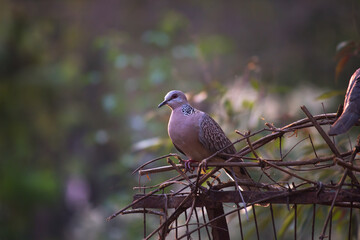 The European turtle dove is a member of the bird family Columbidae, the doves and pigeons. It breeds over a wide area of the
 south western Palearctic including north Africa but migrates to northern s