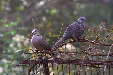 The European turtle dove is a member of the bird family Columbidae, the doves and pigeons. It breeds over a wide area of the
 south western Palearctic including north Africa but migrates to northern s
