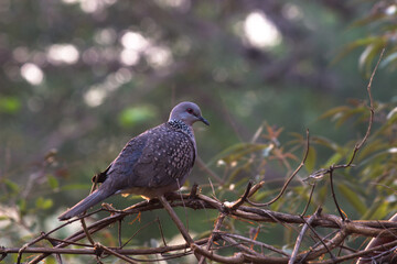The European turtle dove is a member of the bird family Columbidae, the doves and pigeons. It breeds over a wide area of the
 south western Palearctic including north Africa but migrates to northern s