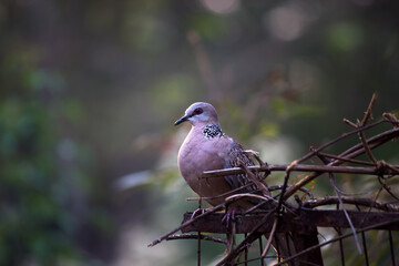 The European turtle dove is a member of the bird family Columbidae, the doves and pigeons. It breeds over a wide area of the
 south western Palearctic including north Africa but migrates to northern s
