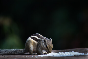 Squirrels are members of the family Sciuridae, a family that includes small or medium-size rodents. 
 The squirrel family includes tree squirrels, ground squirrels, chipmunks, marmots, flying squirrel
