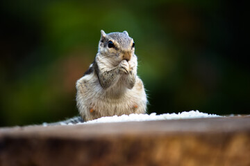 Squirrels are members of the family Sciuridae, a family that includes small or medium-size rodents. 
 The squirrel family includes tree squirrels, ground squirrels, chipmunks, marmots, flying squirrel
