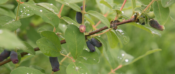 Ripe honeysuckle berries on the background of a bush after the rain. The concept of healthy food...