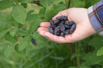 A woman's hand with a handful of honeysuckle berries on the background of a bush . The concept of healthy food consumption