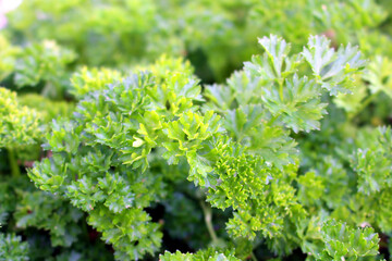 Nahaufnahme Petersilie 