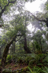 Fototapeta premium Hiking the Ngamoko track in Waikaremoana, New Zealand