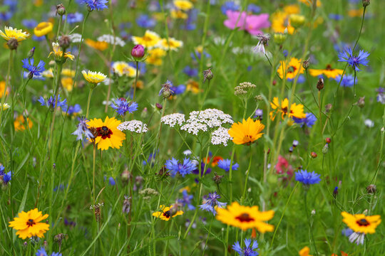 Bienenfreundliche Pflanzen mit bunten Blüten, Bienenweide mit Bienen, Hummeln
