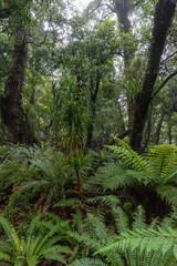 Hiking the Ngamoko track in Waikaremoana, New Zealand