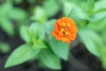 Red zinnia flower in the garden, shallow depth of field.