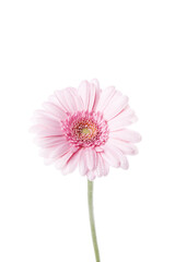 Pink Daisy flower on a white background