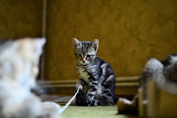 kitten is playing with a string