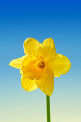 Yellow Daffodil flower on sunny spring day