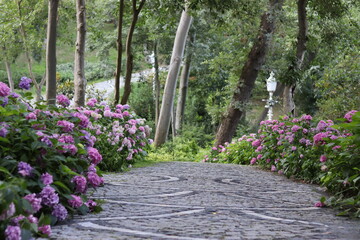 flowers in the garden