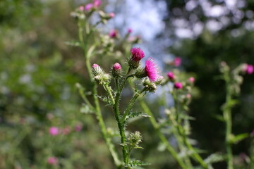 Distel im Garten 