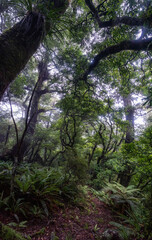 Hiking the Ngamoko track in Waikaremoana, New Zealand