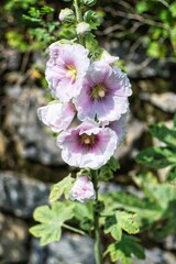 Obraz premium Stockrose in weiß 